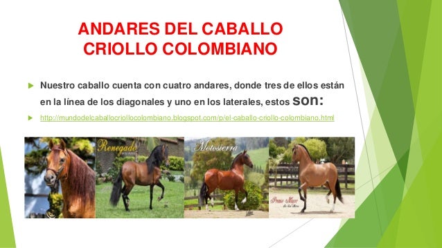 andares del caballo criollo colombiano